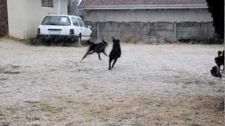 preview picture of video 'Snow in Johannesburg, Labradors having fun'