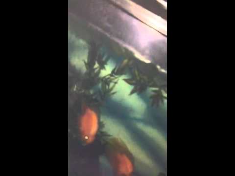 Tour of tiny apt..!)