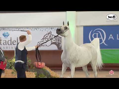 N 64 TF DAUPHINE   Italian Nationals 2022   Mares 7 9 Years Old Class 8