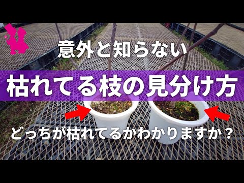 うちのオリーブの木の枝が枯れてしまうのはなぜですか?彼を救うにはどうすればいいでしょうか？私たちのシンプルなアドバイス！  庭園