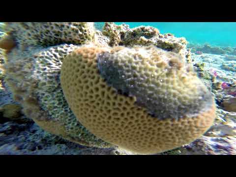 2 Šnorchlování u Calimera Habiba Beach