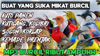 Download lagu Mp3 Pikat Kutilang Ribut Vs Burcil Ampuh Auto Panen Sogon, Kemade, Korlap, Prenjak mp3