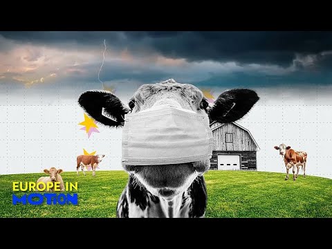Olivenöl, Milch und Getreide: Wie haben sich die Lebensmittelpreise 2024 EU-weit verändert?