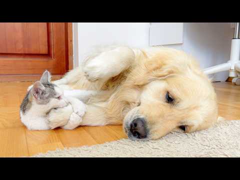 YouTube 썸네일