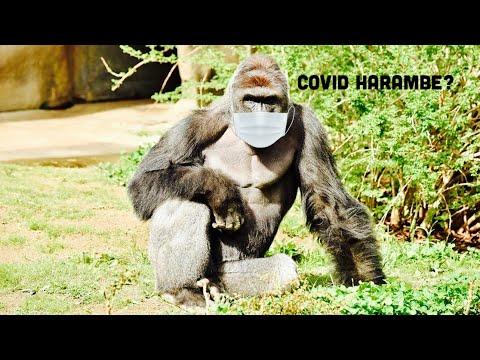 Covid Harambe, new mythical fighter??
