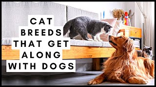 Cat Breeds That Get Along with Dogs