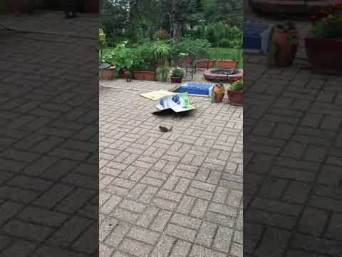 Best Chipmunk Trap Ever!