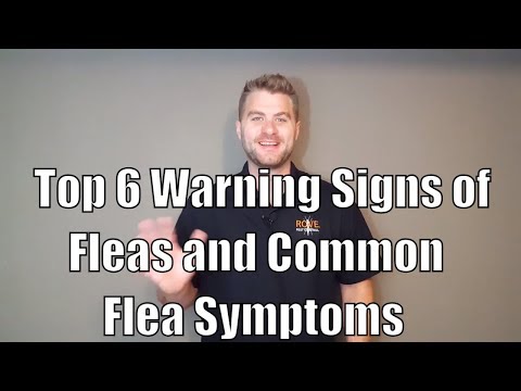 Top 6 Warning Signs of Fleas and Common Flea Symptoms