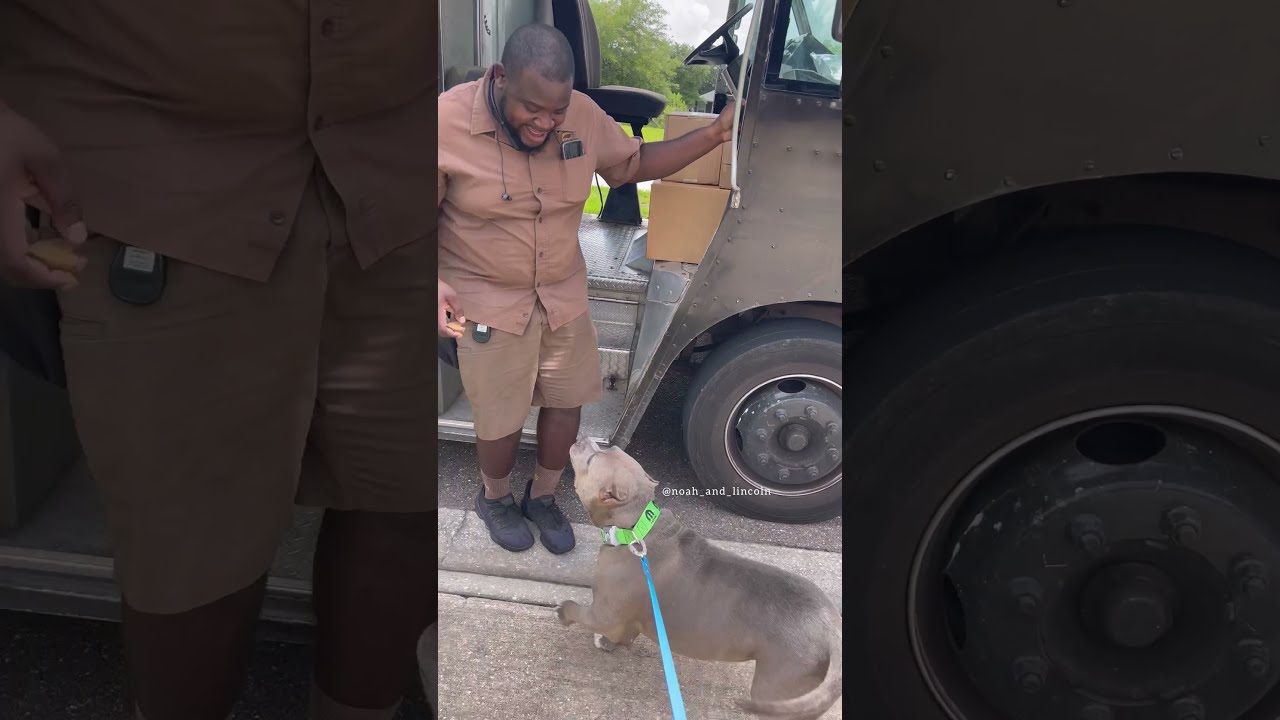 Our UPS driver meets my dog for the first time and it's the sweetest thing! #shorts