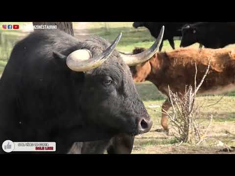 Los Toros Bravos de Finca EquinoTauro y la Primera Vez Que Veo Nacer a un Toro