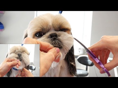 Shih Tzu Head Grooming - PetGroooming