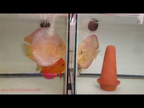 Fish Porn Aquarium My New Discus Pair