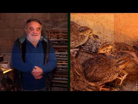 Domaćine kako radiš 04.01.2021. Prepelice, Pančevo, Smederevo