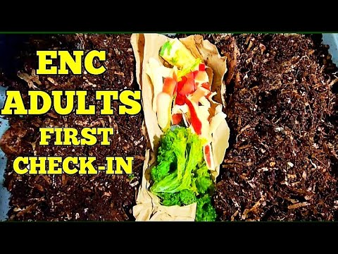 NEW Adult European Nightcrawler Worm Bin Fed And Fluffed | 3 Weeks Old | Vermicomposting With ENCs