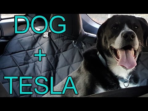 Ender's First Ride in the Tesla   Testing 4Knines Dog Seat Cover