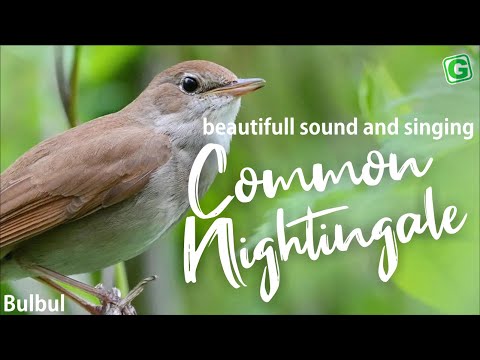 Common Nightingale Bird Song And Singing