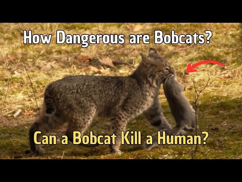 Full Size Bobcat