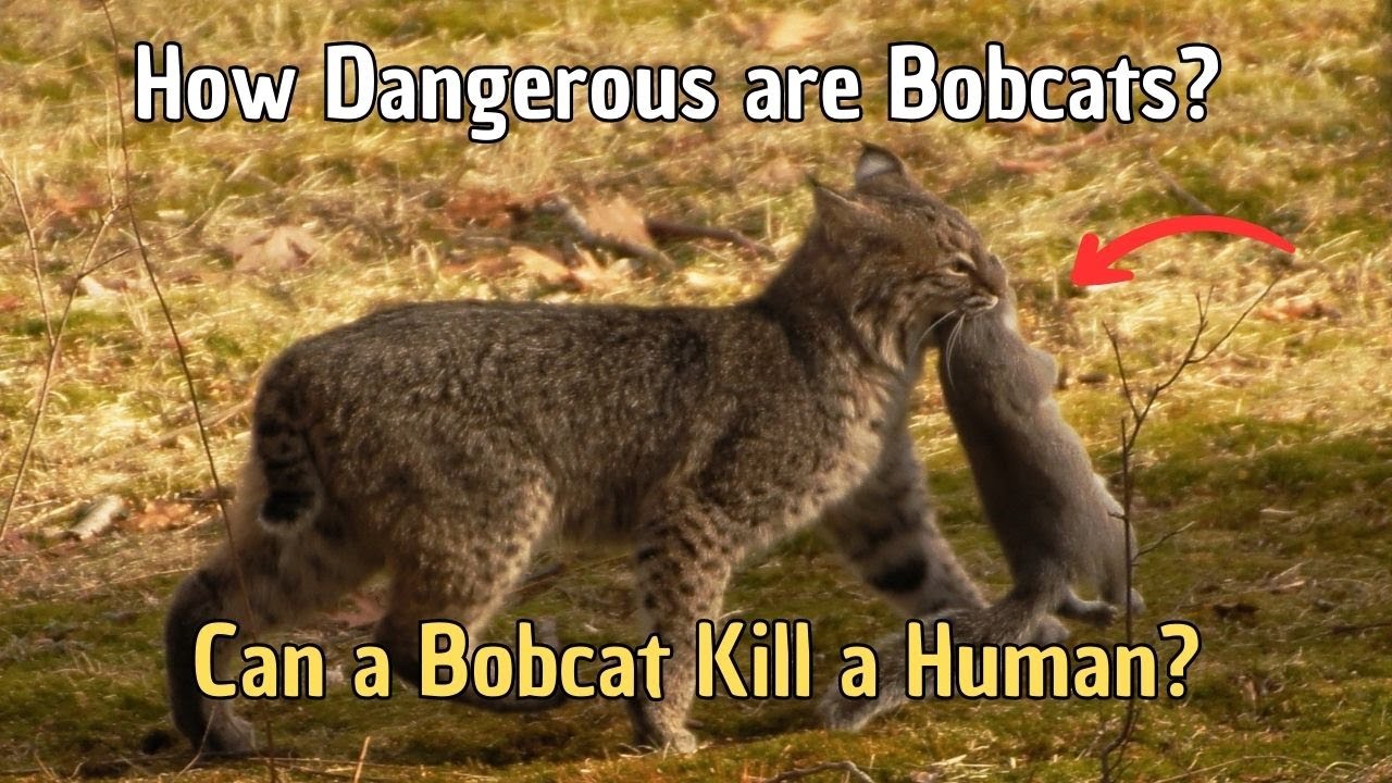 How Dangerous are Bobcats Can a bobcat kill a human Are BOBCATS Dangerous to Pets