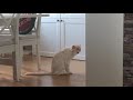 My Cat Screaming For Help