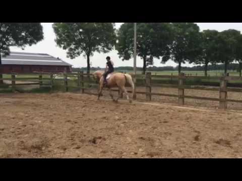 5v. Palomino zangersheideruuna 172cm