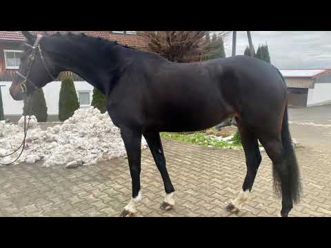 SOLD!! GRETA (6yo Connor x Cristo)