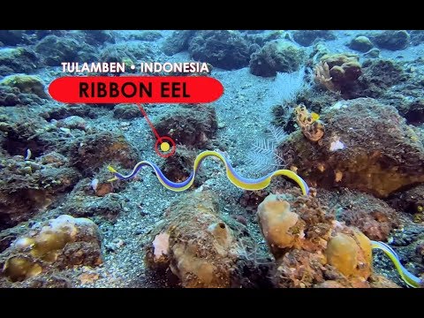 Ribbon Eel - Tulamben, Bali, Indonesia