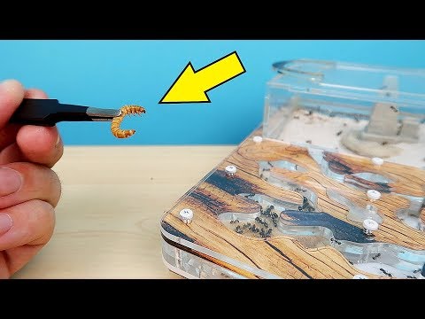 Муравьи победили Монстра! Поймал Матку возле дома! Мой старый Формикарий. alex boyko