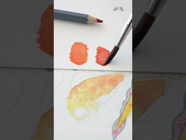 Vídeo relacionado con FABER-CASTELL 114664 - Estuche para lápices Goldfaber, vacío, 1 unidad