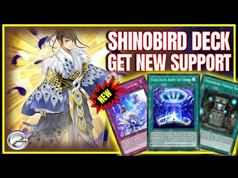 New Support Is Here! Shinobird Deck Combo Looks Way Stronger Than Expected!