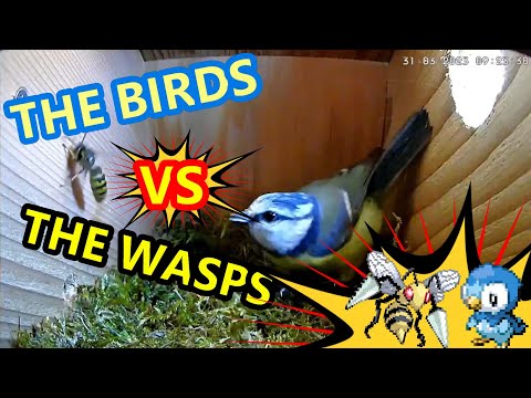 Blue Tit Deals with Wasp in Nest