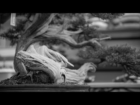 In the Studio: John Naka's California Juniper