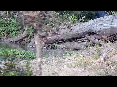 Djuma: Terapins, Monitor Lizard and then Egyptian Goose - 15:44 - 09/08/2022