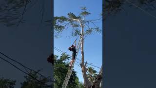 How NOT to trim a tree on 24 ft ladder 😮 ((close call))