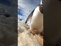 Penguen Pinguin
