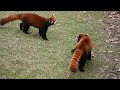Voice of Red Panda