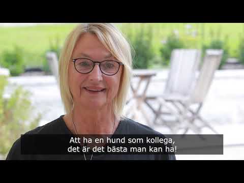 Hur är det egentligen att ha en hund som kollega?