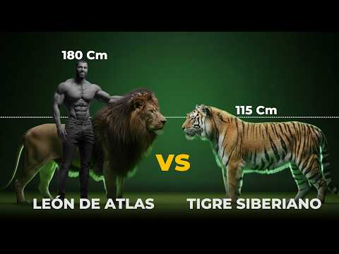 ATLAS LION vs SIBERIAN TIGER | Who really wins?
