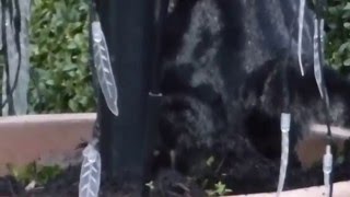 Katze Mimi – Weihnachtsbaum Check - dann darunter gekackt