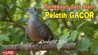 Download lagu Perkutut Lokal Gacor alam bebas - paling manjur buat masteran mp3