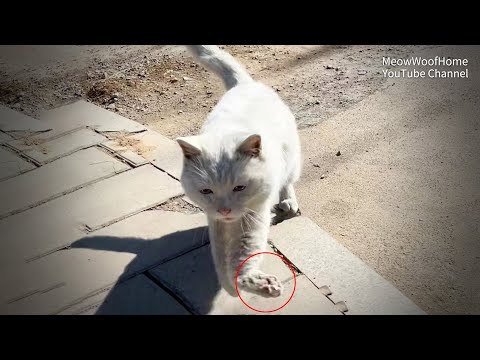 Stray Cat Who Approaches People with Affection Revealed to Have Broken Paw Upon Closer Inspection