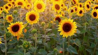 Corduroy Dreams 1 Hour Version