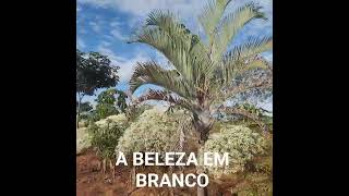 JARDIM NEVADO