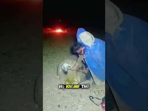 Tại sao người chăn cừu lại ngủ ngon trên núi #short