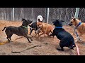 Dogs playing: Episode 63
