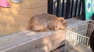 Rabbit 逃げ回る茶色いウサギ