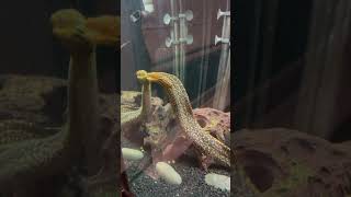 Tiger moray freshwater eel
