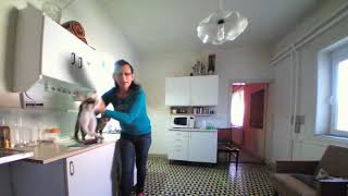 Cicabemutató