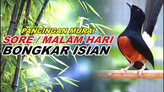 Download lagu 🔴 LIVE 66 - Pancingan Murai Batu Malam Hari Full Isian Tembakan, Ampuh Bikin Murai batu gacor mp3 Download lagu 🔴 LIVE 66 - Pancingan Murai Batu Malam Hari Full Isian Tembakan, Ampuh Bikin Murai batu gacor mp3