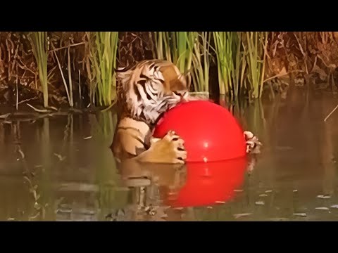 Funny Tiger, Lion. Leopards...🦁🐯Cute Big Cats Video That You Have To See! 😁 Funniest Wild ANIMAL