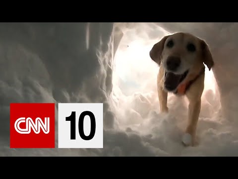 幼犬訓練成雪崩犬的方法。 (Puppies Training To Be Avalanche Dogs)